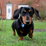 Higgins the miniature dachshundt