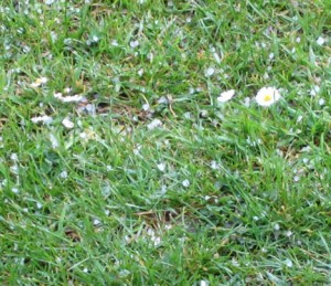 HailontheGrass