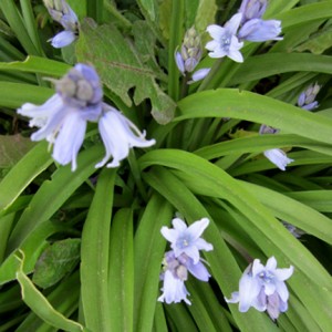 bluebells