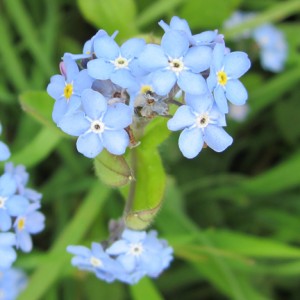 forget-me-not
