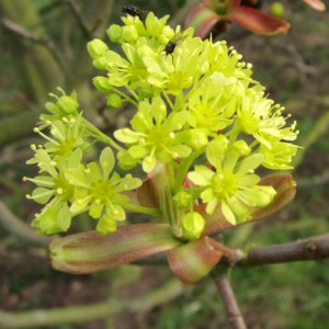 greenblossom