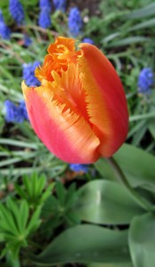 flame coloured tulip