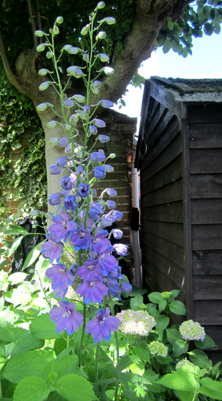 delphinium