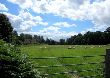 sheepinMeadow