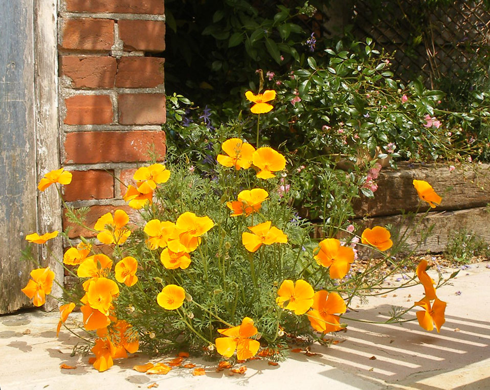 California Poppies