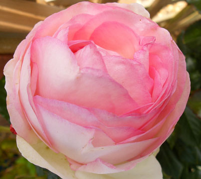 eden rose2