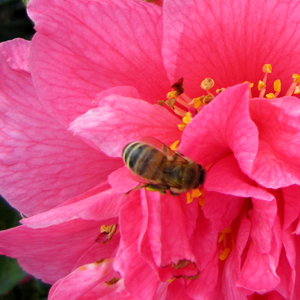 a bee in a camelia flower, late February - UK 
