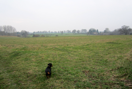 a damp Norfolk walk with a dachshund