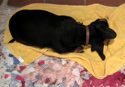miniature dachshund drying by the fire on a towel