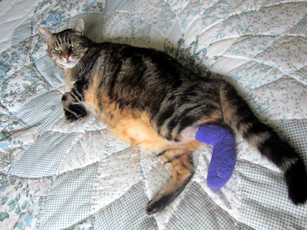 Tabby cat on a patchwork quilt with a purple bandage