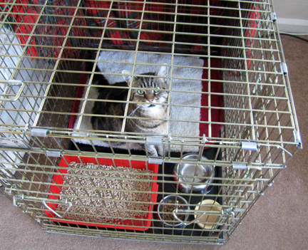 Tabby cat in a crate