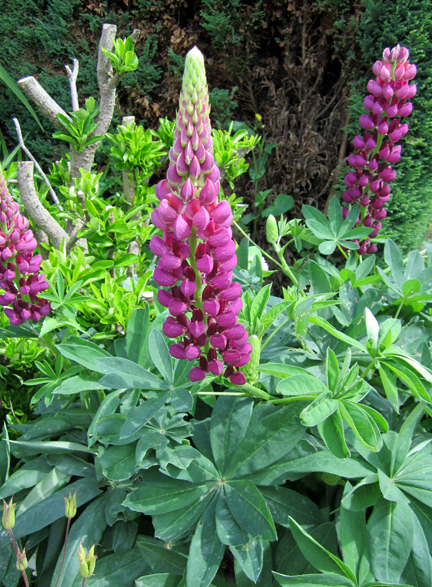 Lupins - Planet Penny