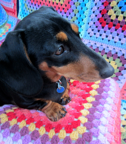 Miniature dachshund on a crochet cusion