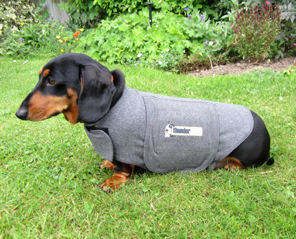 miniature dachshund wearing a Thundershirt