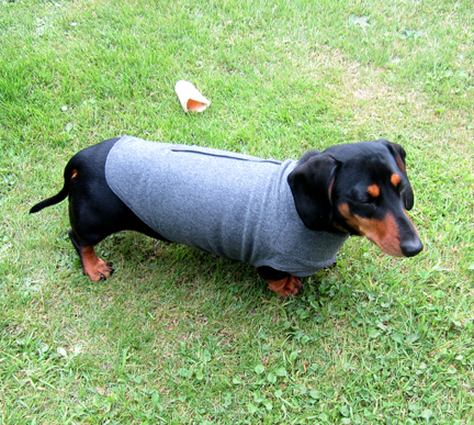 Miniature Dachshund wearing a Thundershirt