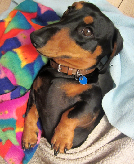 minature black and tan dachsund in bed