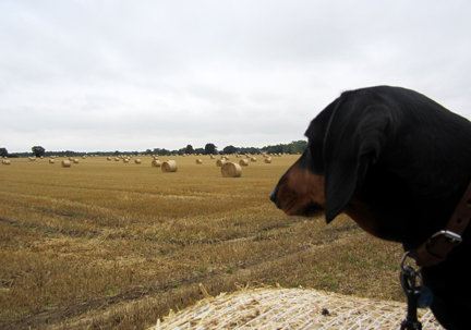 Miniature dachshund in the straw bales