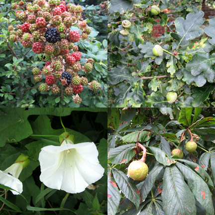 acorn, conker, convululus, blackberry
