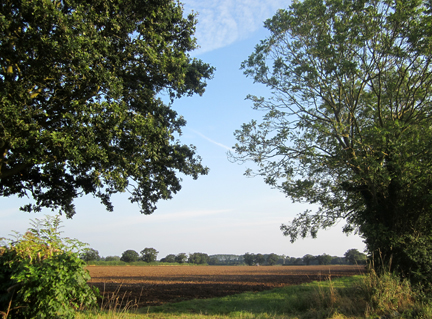 Norfolk field