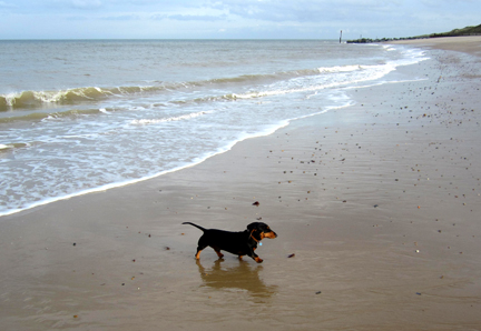 miniature dachshund on Norfolk beach