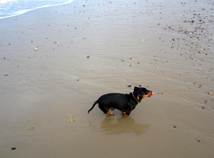 miniature dachshund on beach