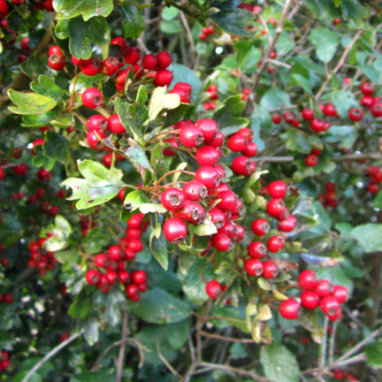 Autumn hawthorn berries