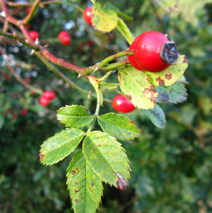 rose hips in Autumn