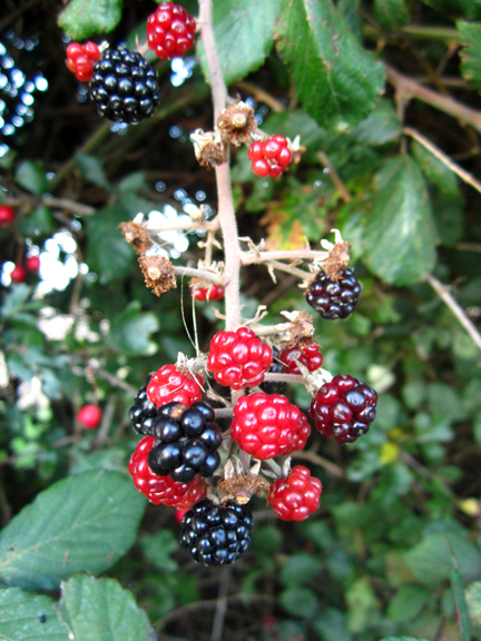 Autumn blackberries