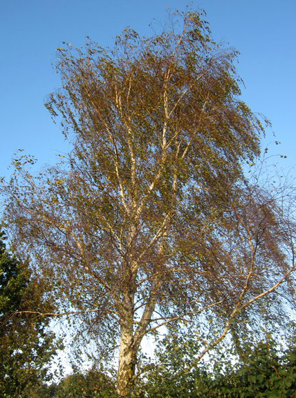 silver birch tree in Autumn