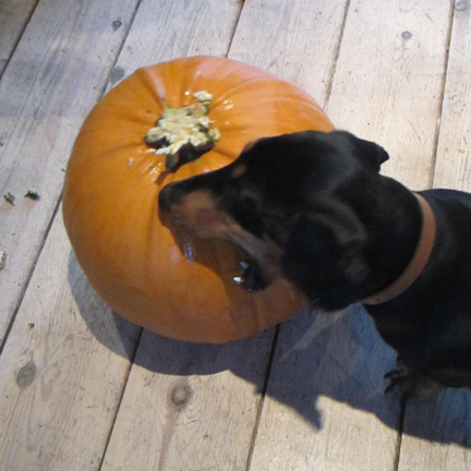 miniature dachshund and pumpkin