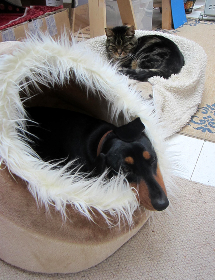 mini dachshund and tabby cat