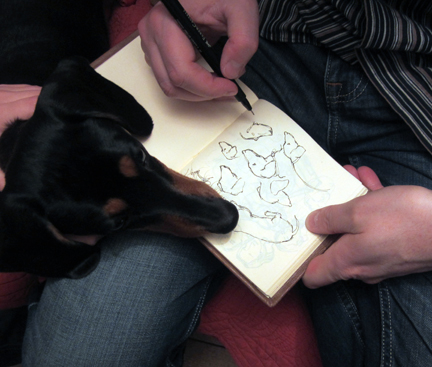 miniature dachshund being drawn