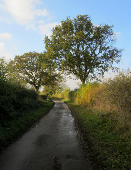 country lane on Norfolk Nature Walk