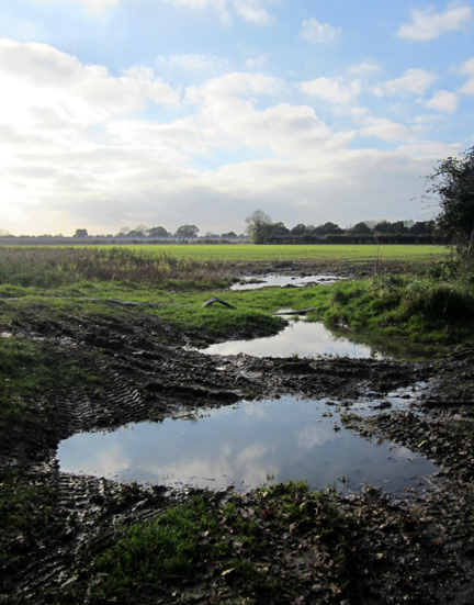 Norfolk Nature Walk muddy puddle