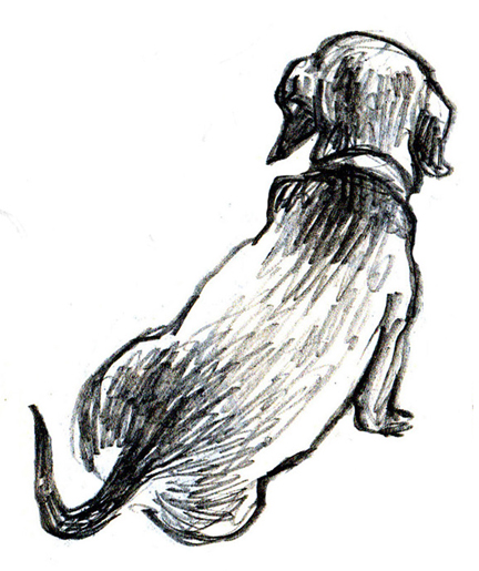 drawing of miniature dachshund