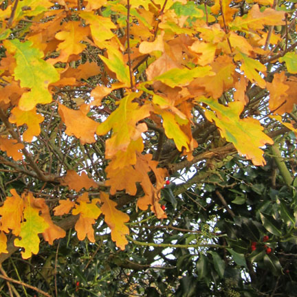 Golden Oak leaves