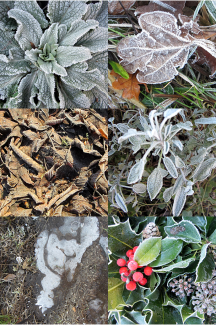 Montage of Ice covered leaves