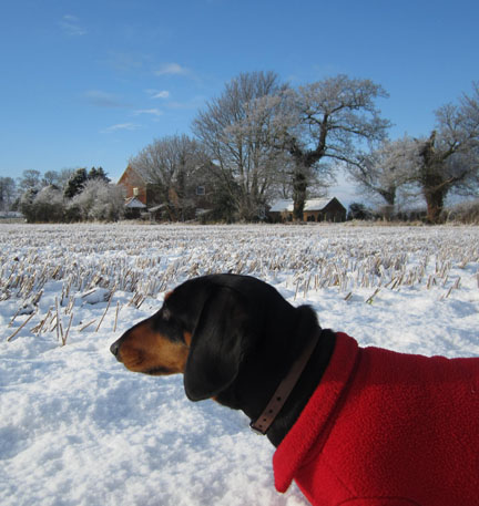 mini dachshund in the snow