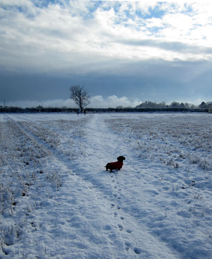 Mini dachshund in the snow