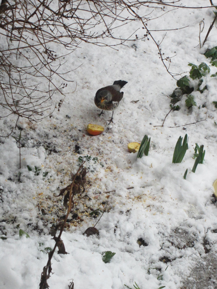 fieldfare and apple on a snowy day
