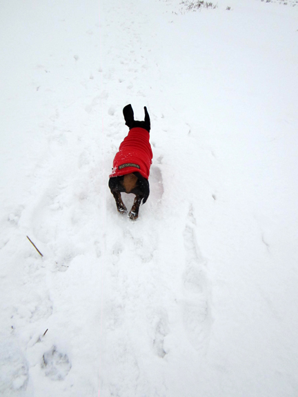 miniature dachshund in a snowy field