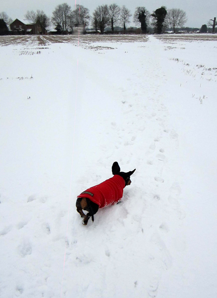 dachshund running in snow