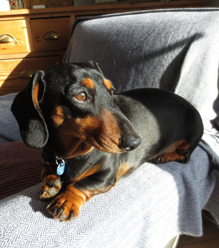 mini dachshund in sun