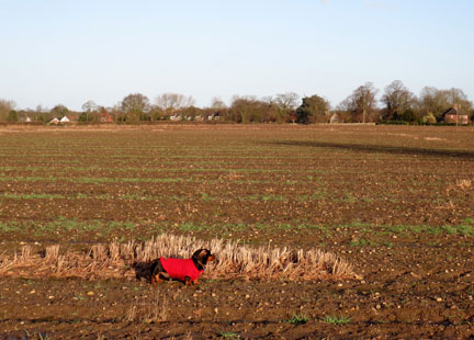 miniature dachshund in field