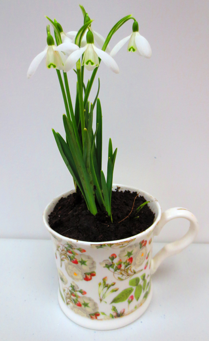 Snowdrops planted in a cup