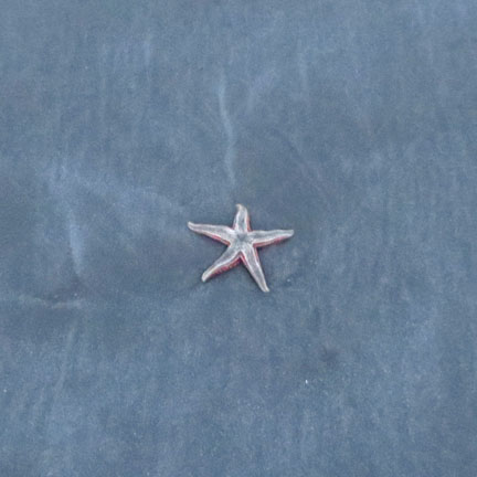 starfish at seaside