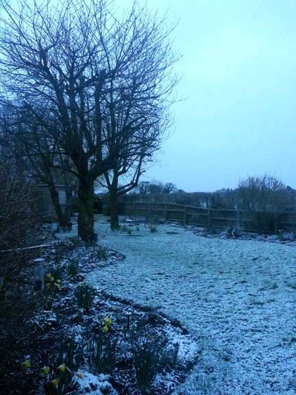 daffodils in snow: no weather for the Easter Bunny