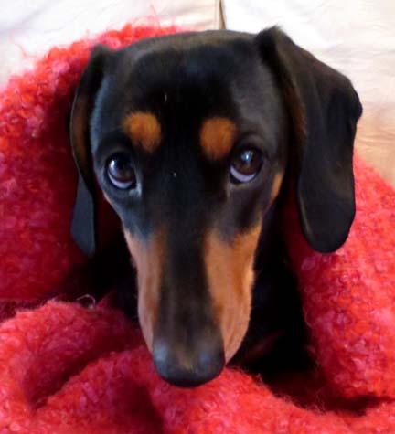 Miniature dachshund looking guilty