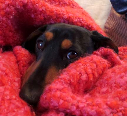 miniature dachshund keeping warm
