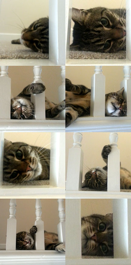tabby cat montage